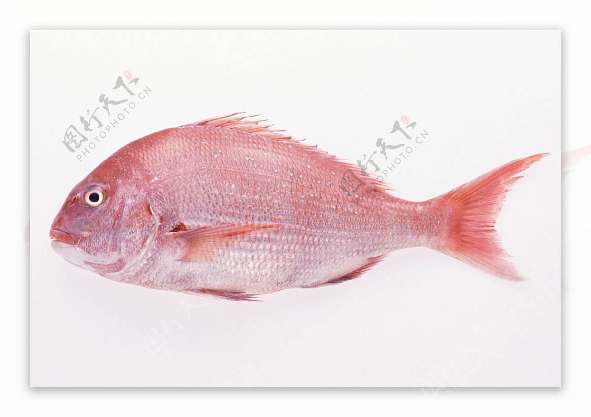 红鱼 摄影图__海洋生物_生物世界_摄影图库_昵图网nipic.com