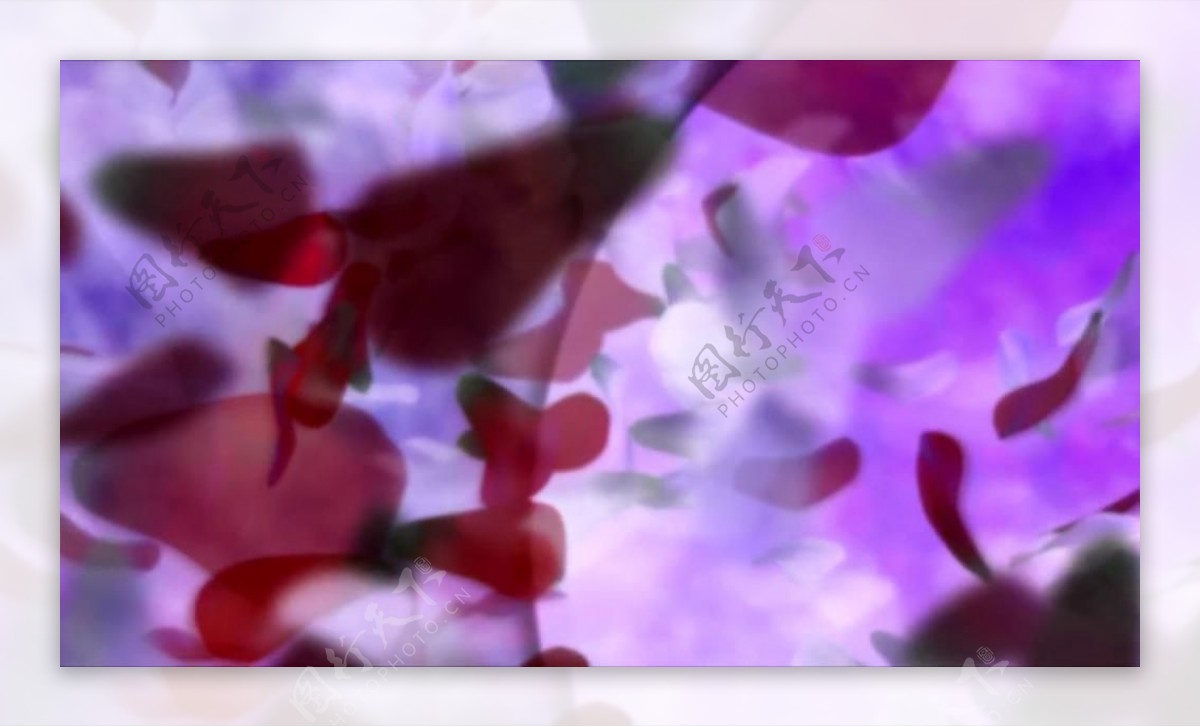 紫红花瓣幻像动态视频素材