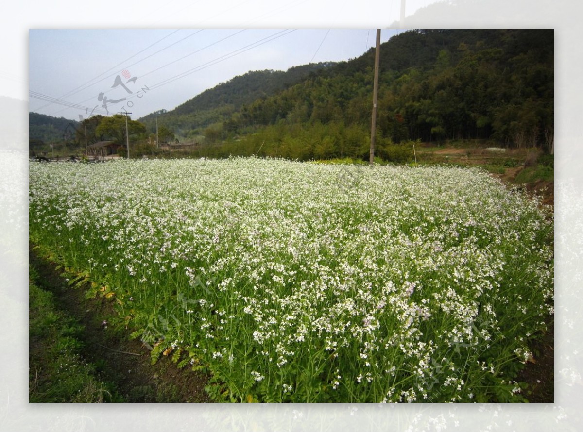 白油菜花