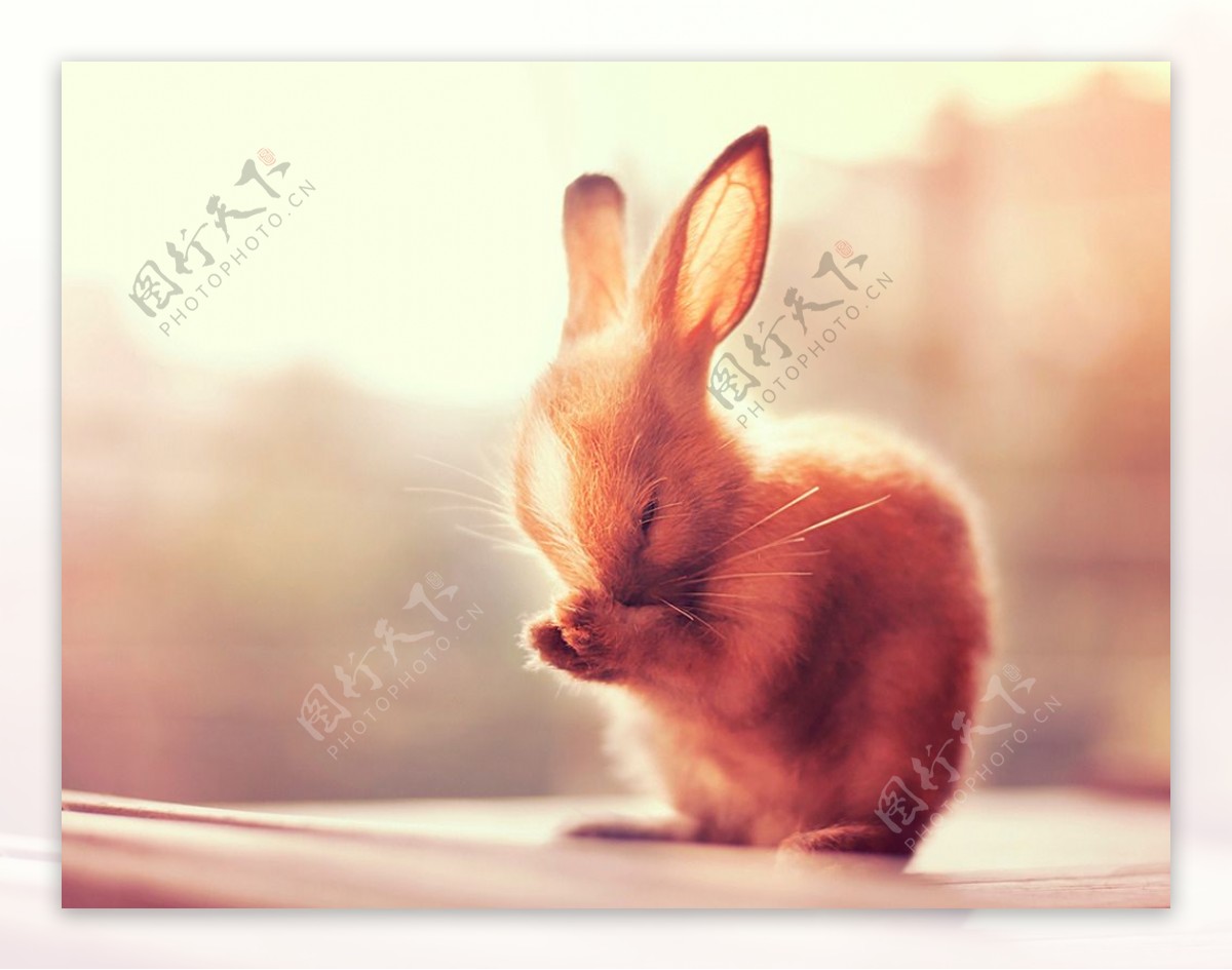 可爱唯美的小兔子