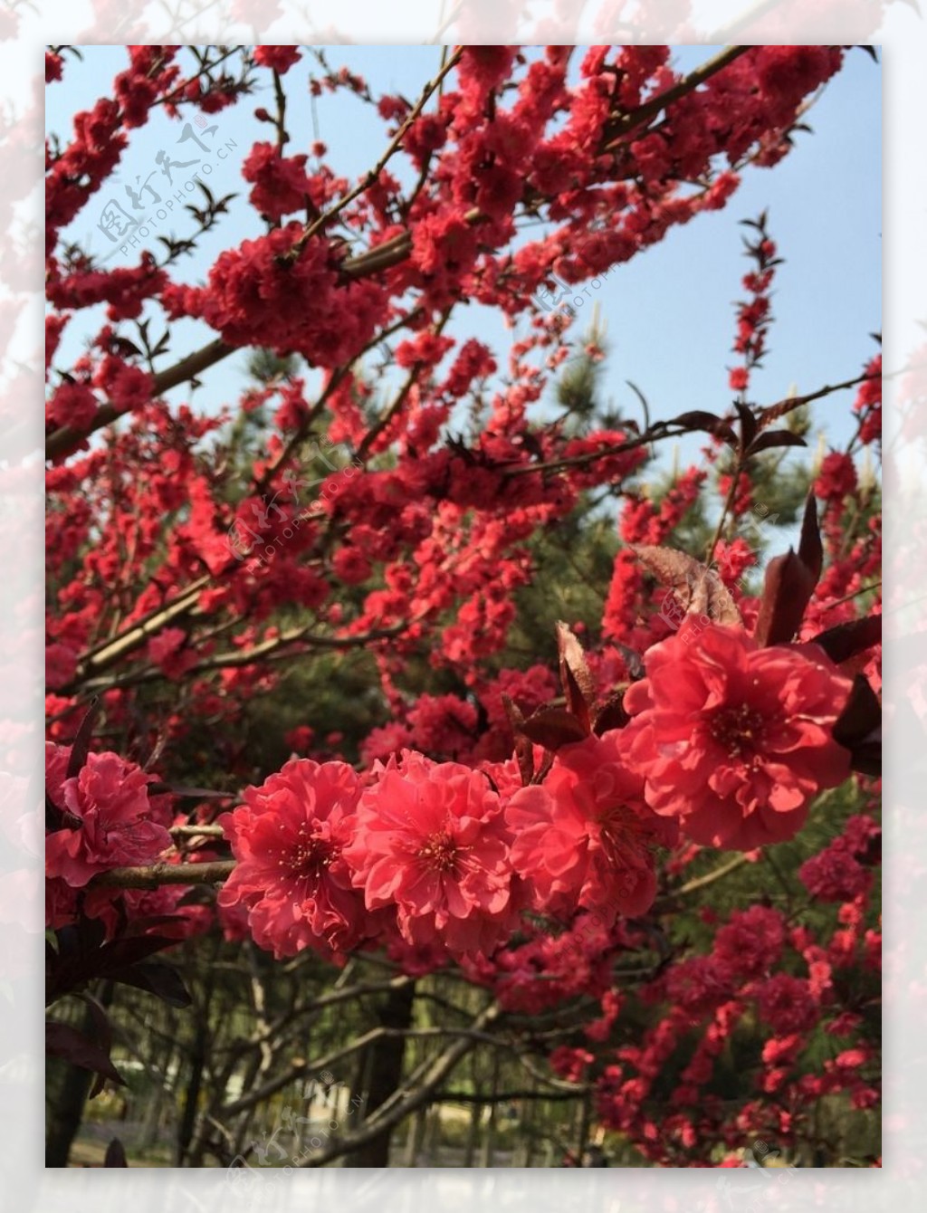 春之红花