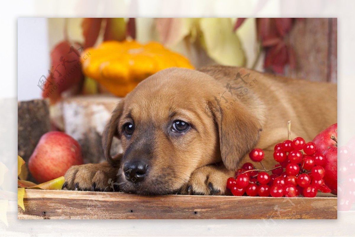 小狗和水果