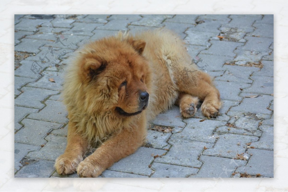 宠物 狗 松狮 - Pixabay上的免费照片 - Pixabay