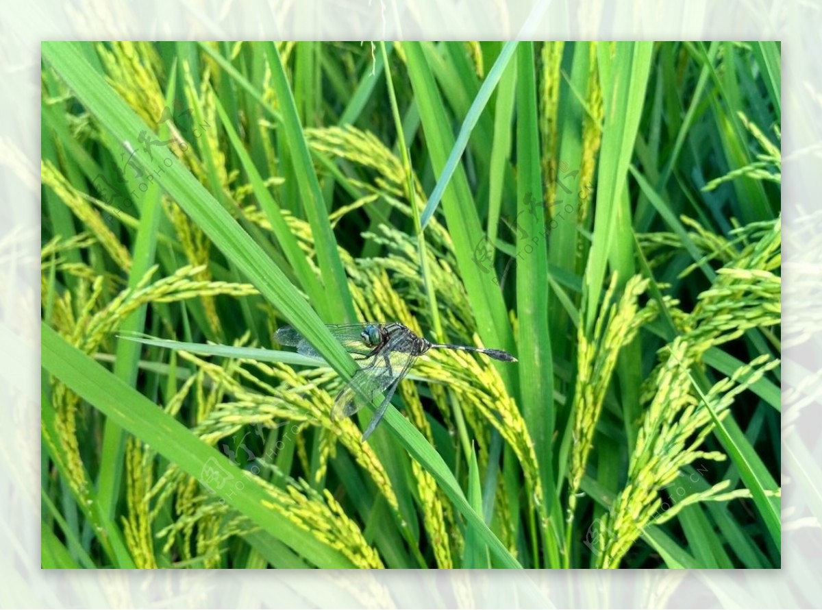 水稻上的蜻蜓