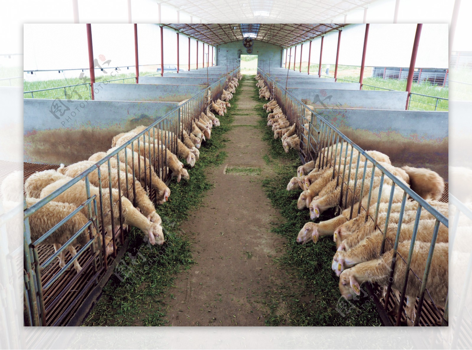肉羊养殖场