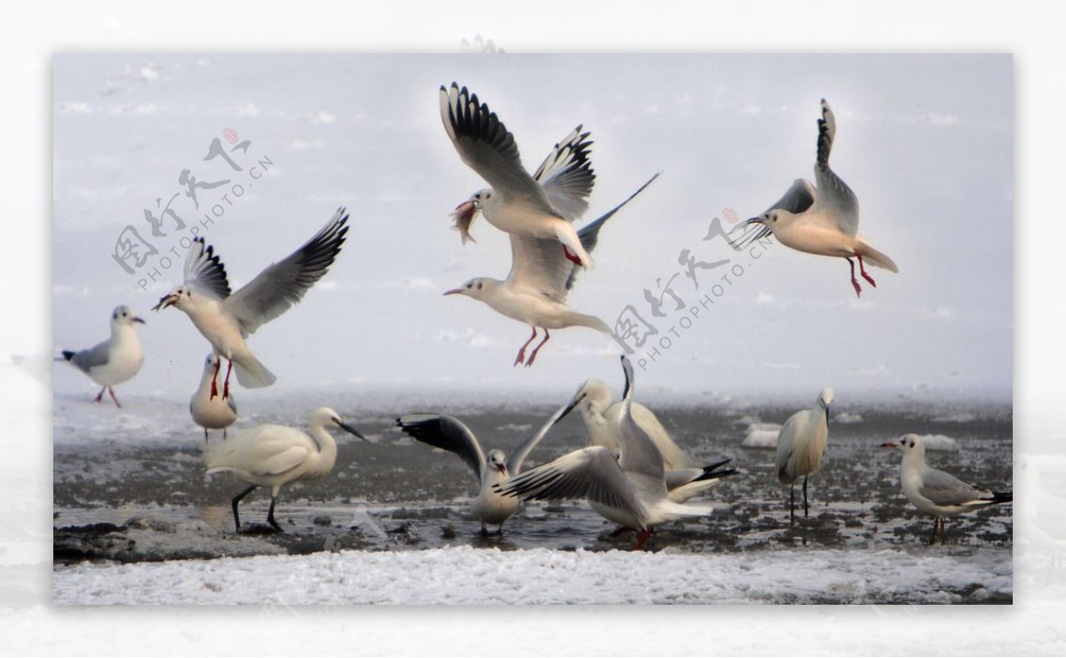 水鸟海鸥海边群鸟