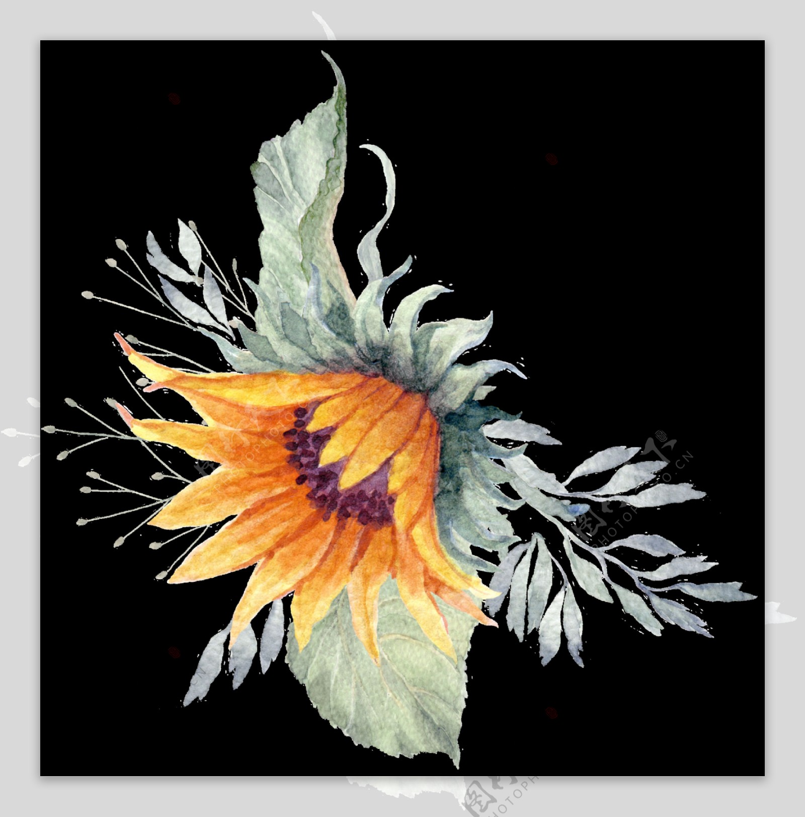 向日葵植物水彩手绘透明素材