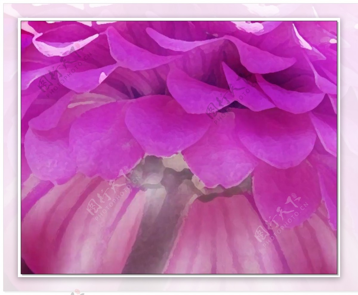 紫色植物视频素材