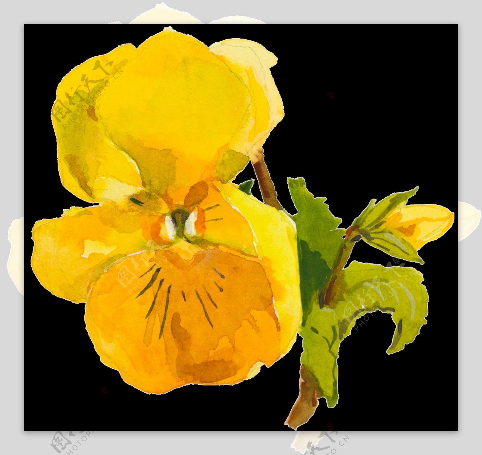 黄色可爱花朵水彩透明素材