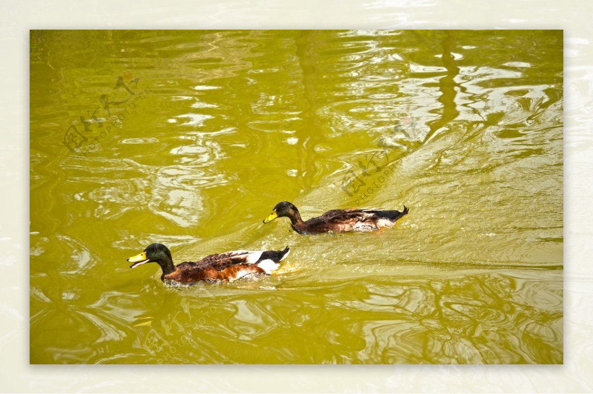游水的两只野鸭