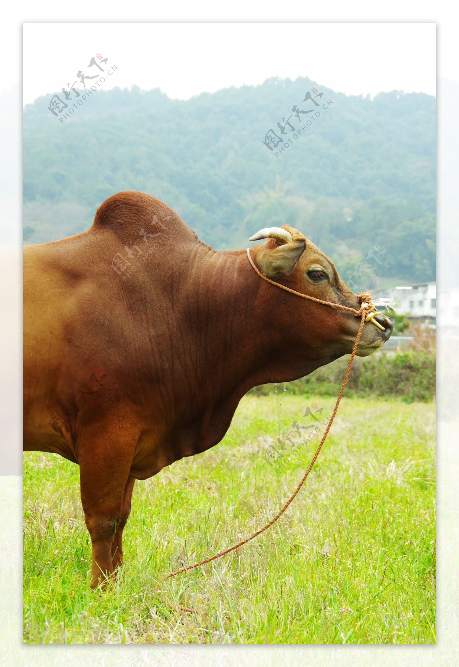 田园风光黄牛牧草