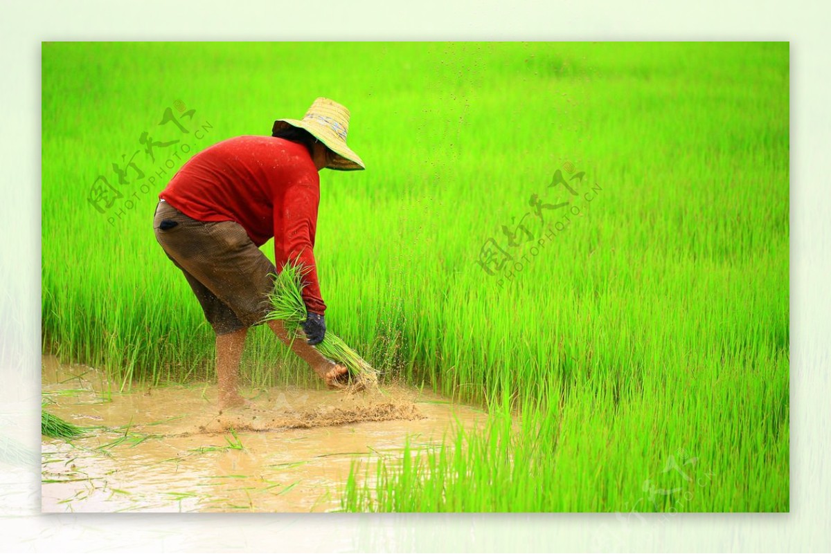 农业稻田插秧的妇女