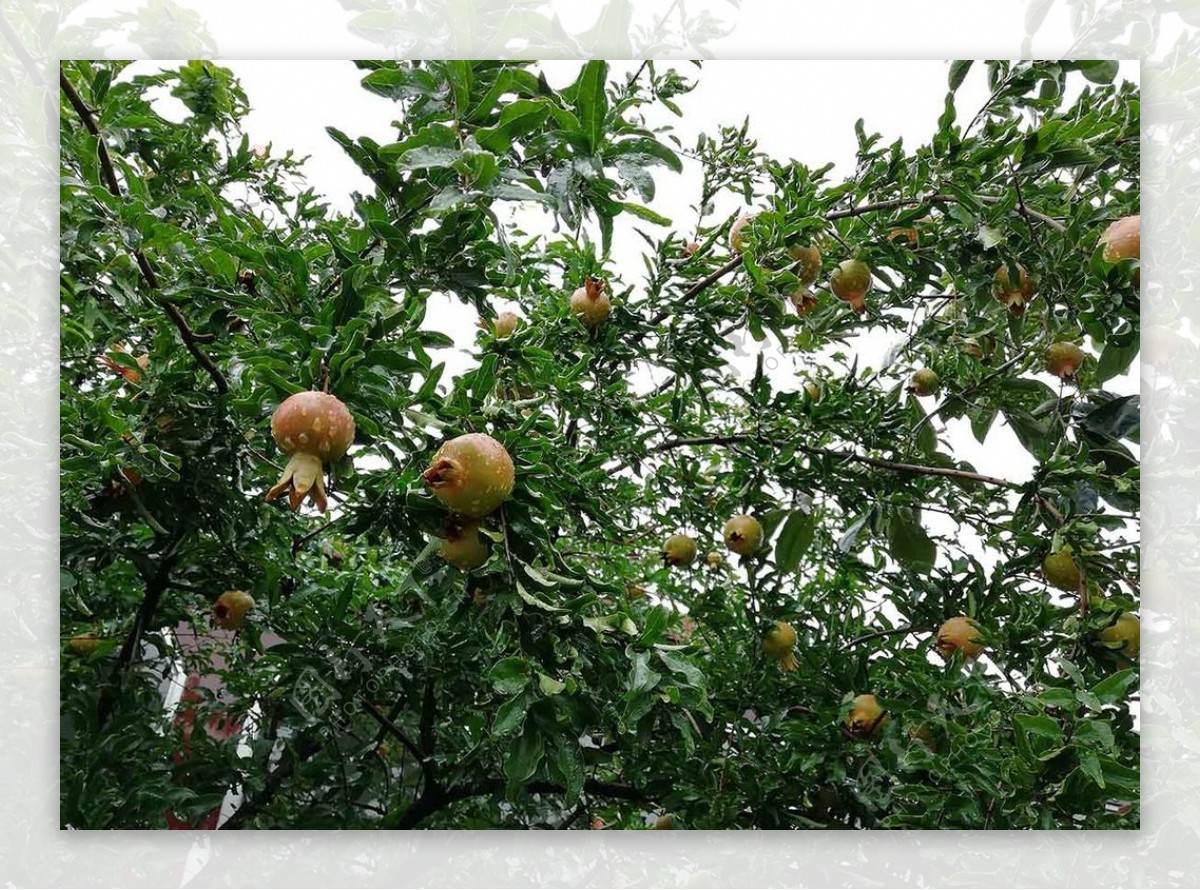 雨后石榴树