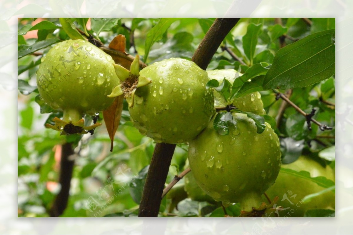 雨露青石榴