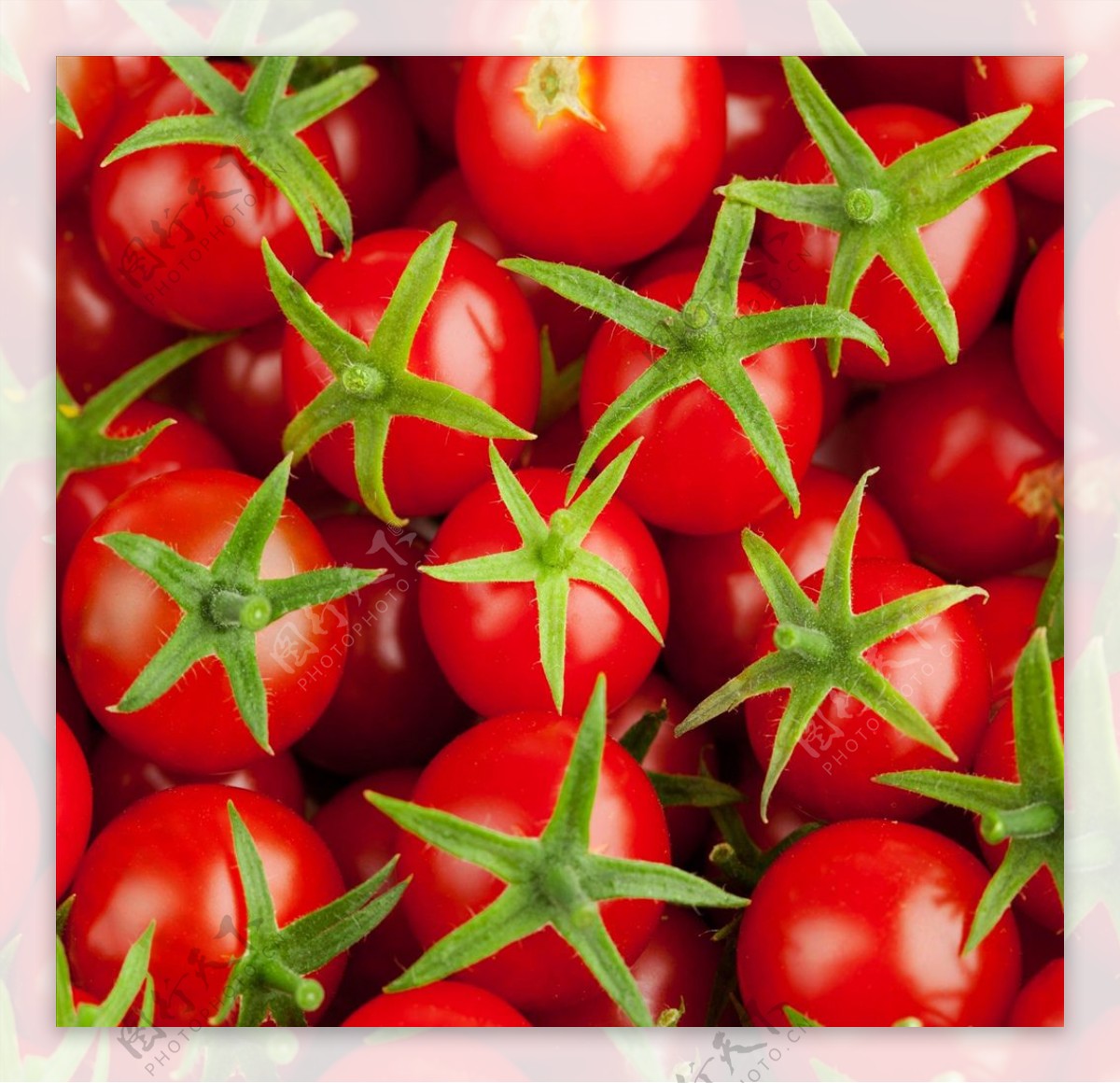 小西红柿小番茄