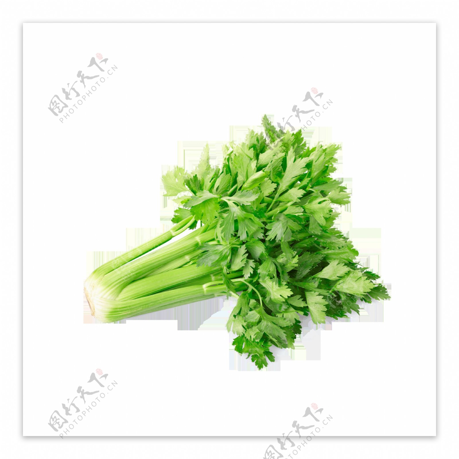 新鲜芹菜蔬菜元素