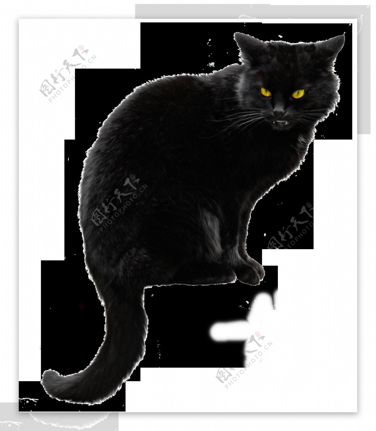 蹲着的黄眼黑猫免抠png透明素材
