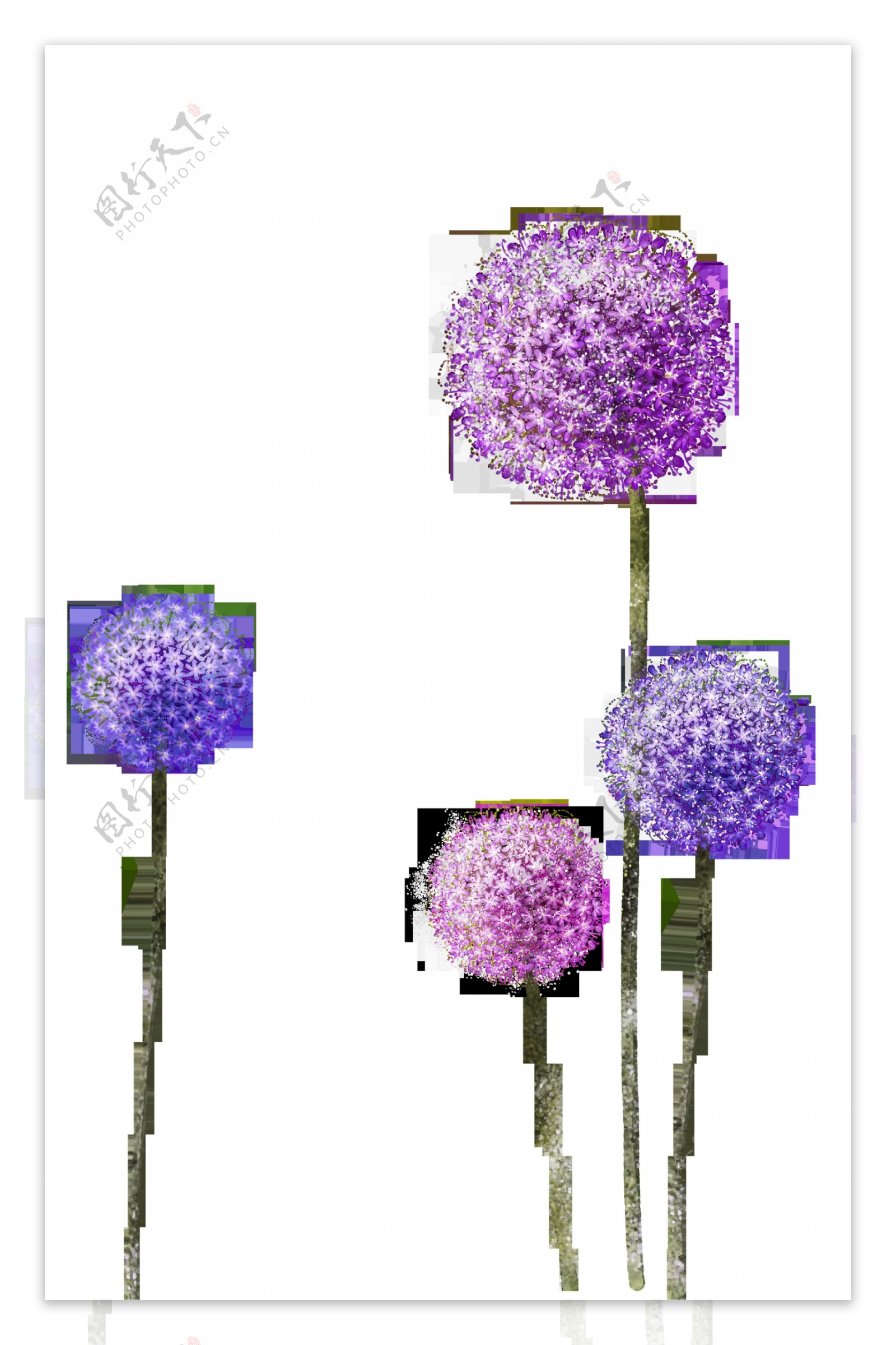 紫色圆球花png元素素材