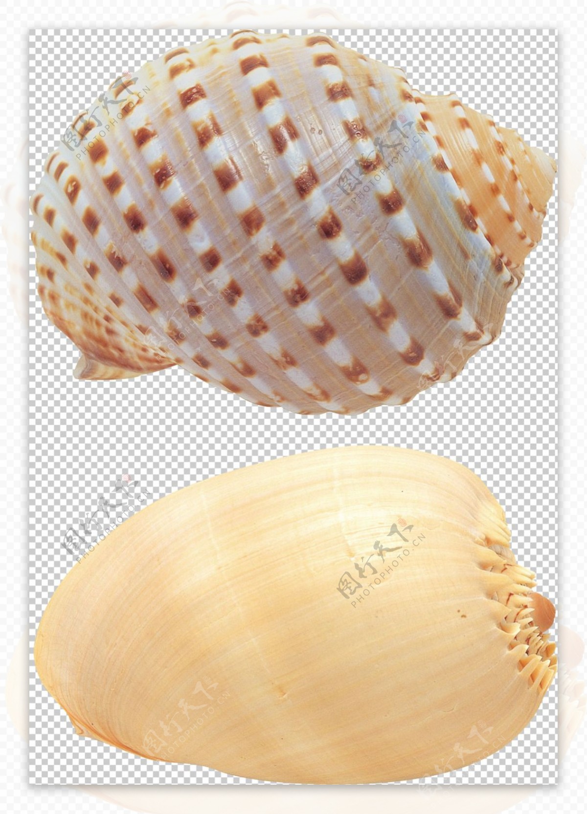 漂亮条纹花纹海螺免抠png透明图层素材