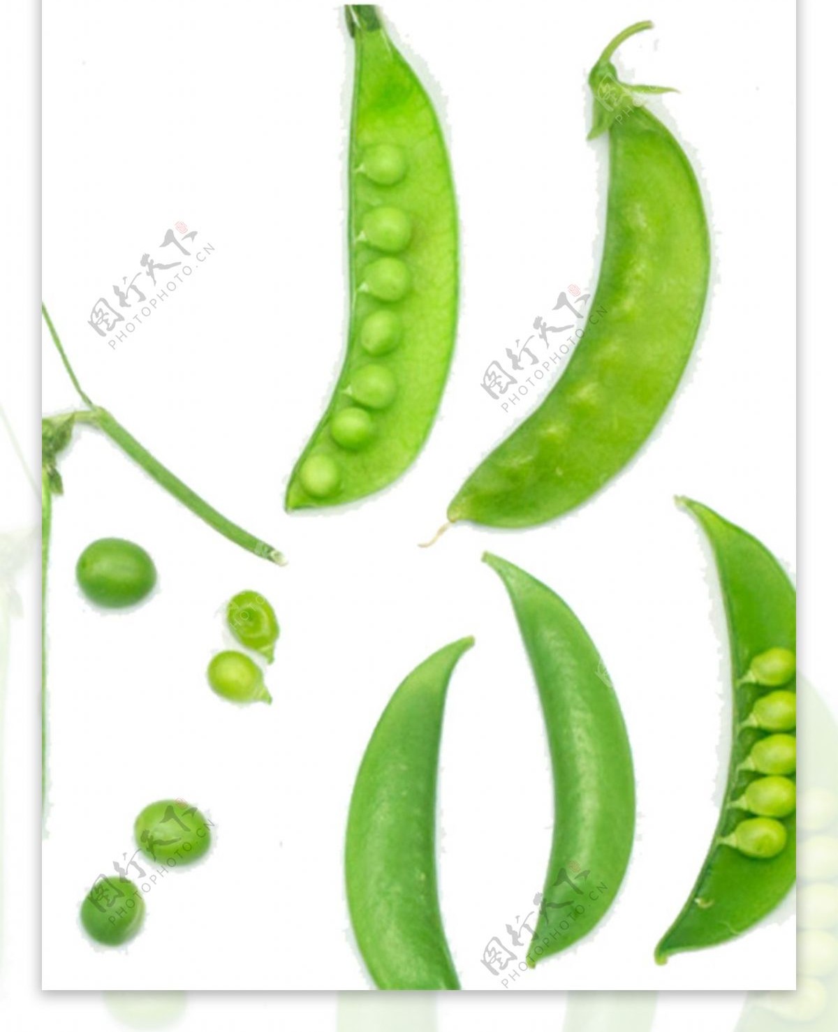 绿色豆荚蔬菜图案