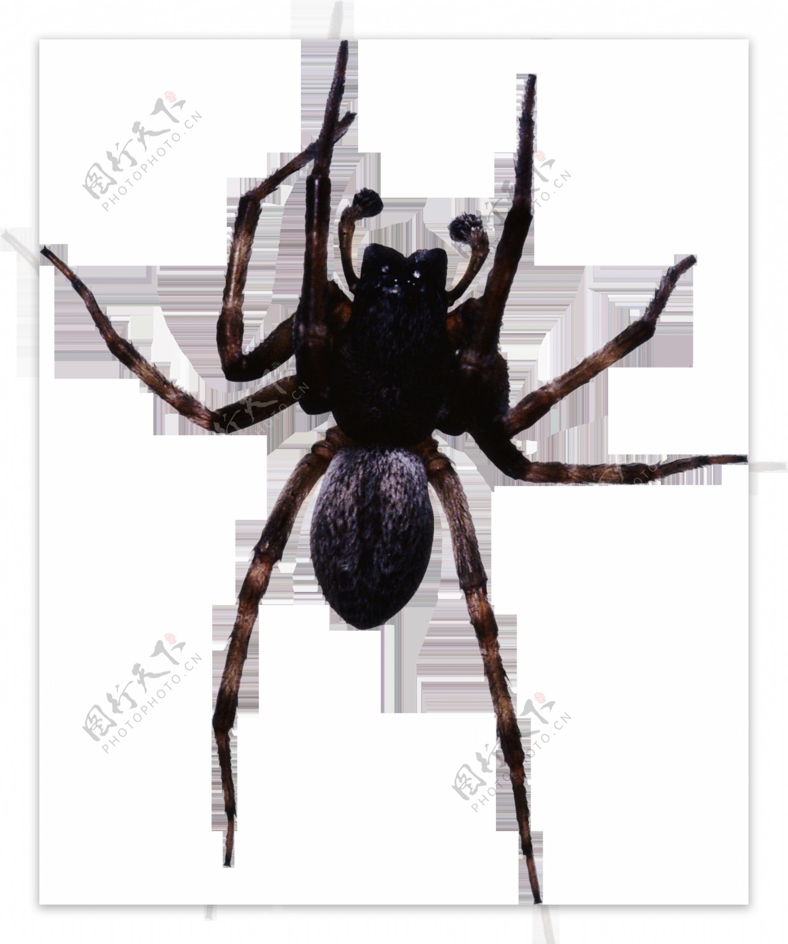 一只黑蜘蛛免抠png透明图层素材