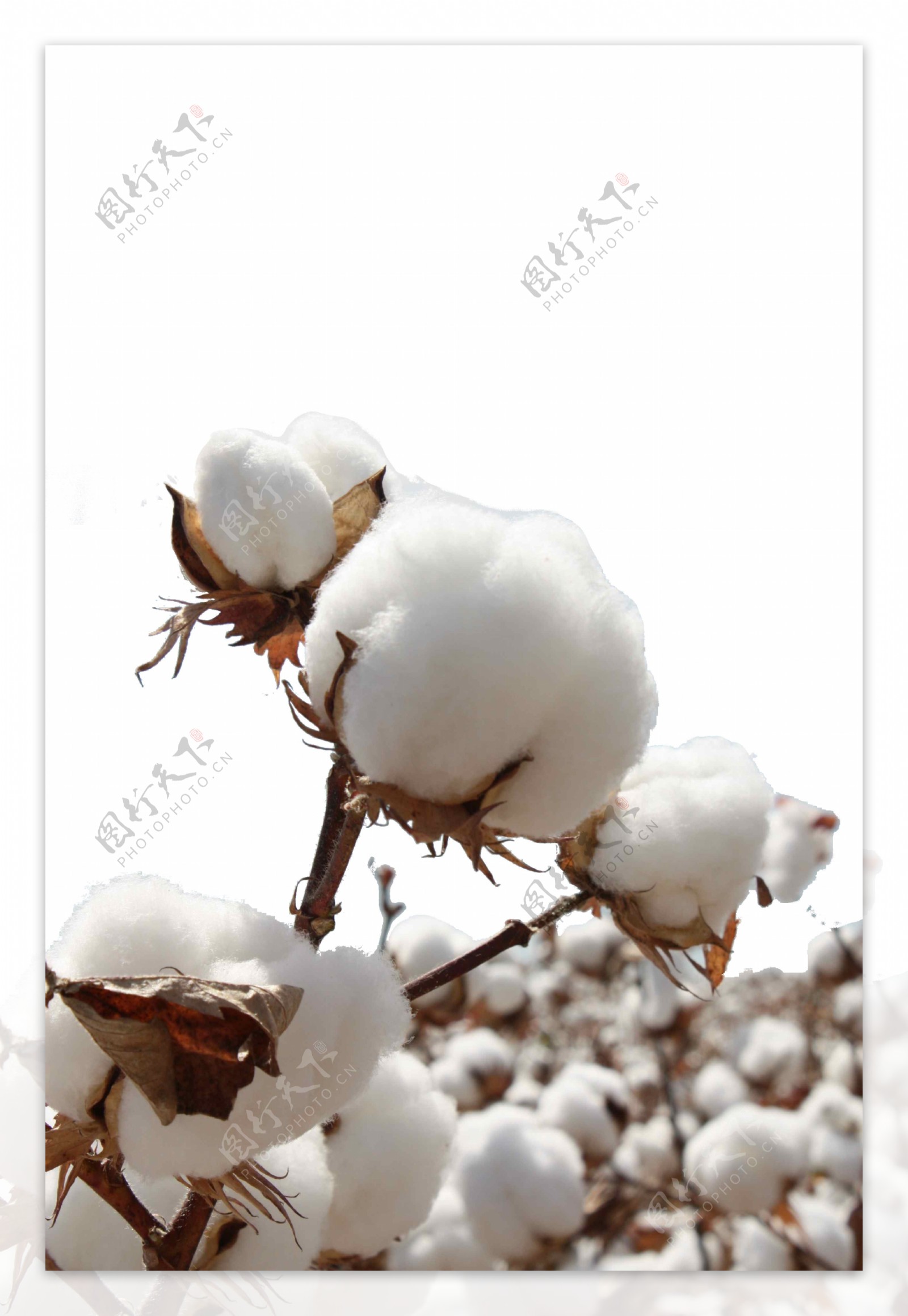 雪白棉花成熟元素
