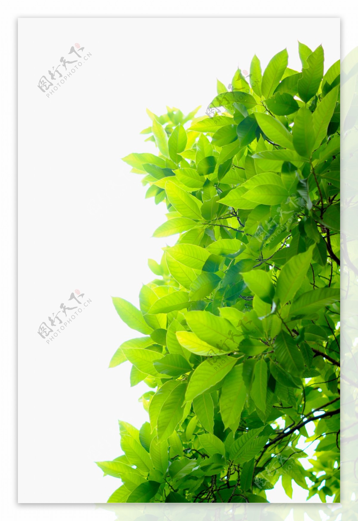 绿色清新树叶元素