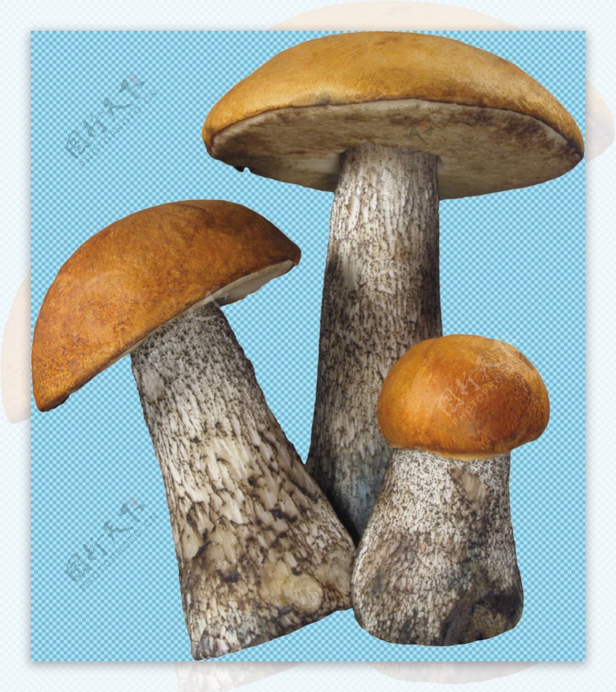 三维蘑菇图免抠png透明图层素材