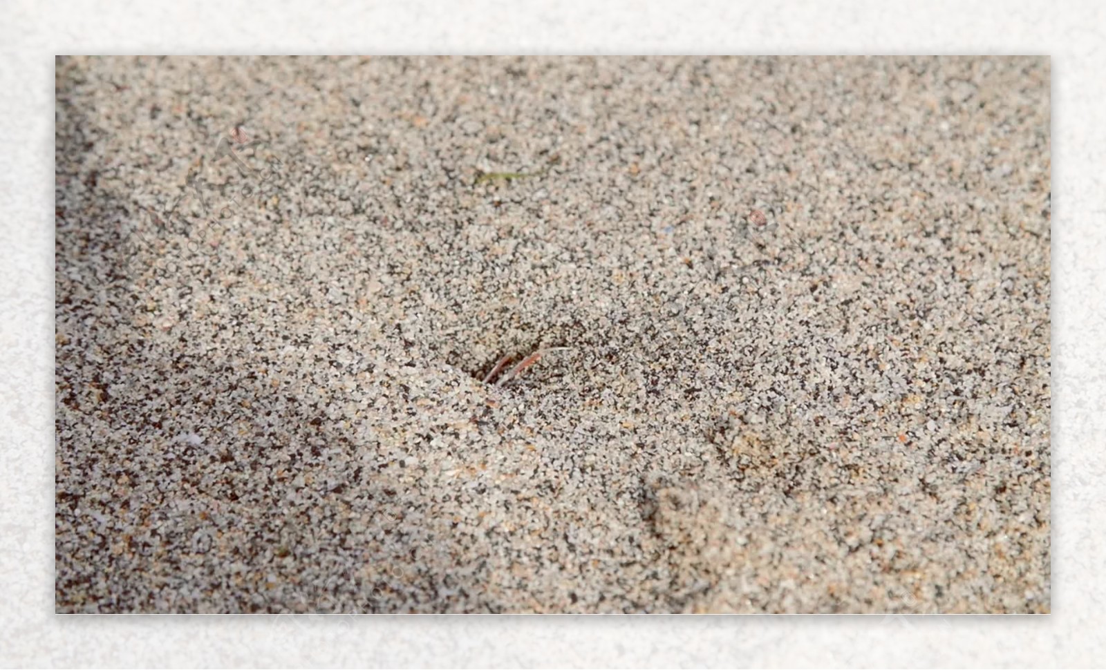 小螃蟹跑进沙子里的洞
