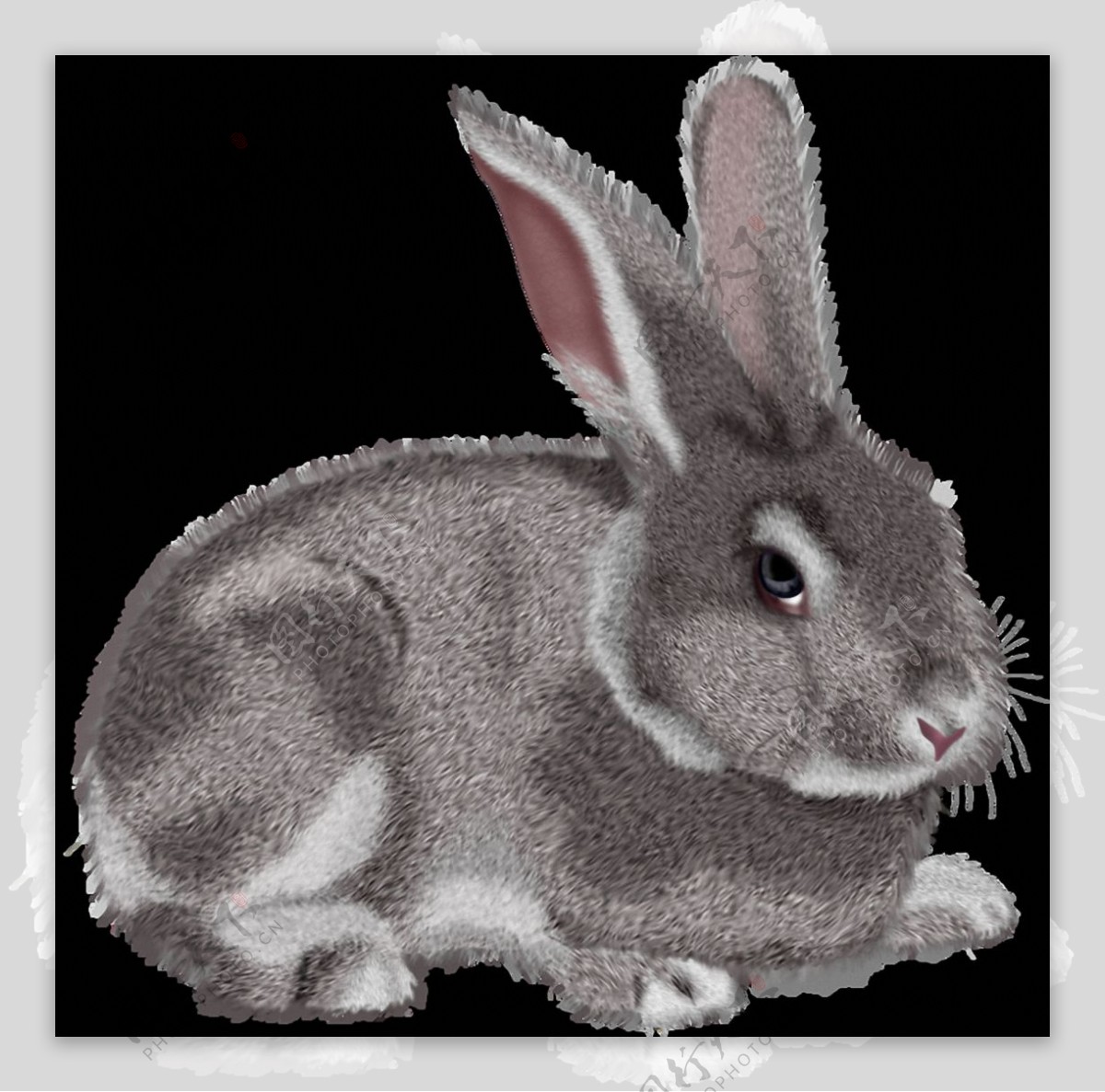 趴着的灰色兔子免抠png透明素材