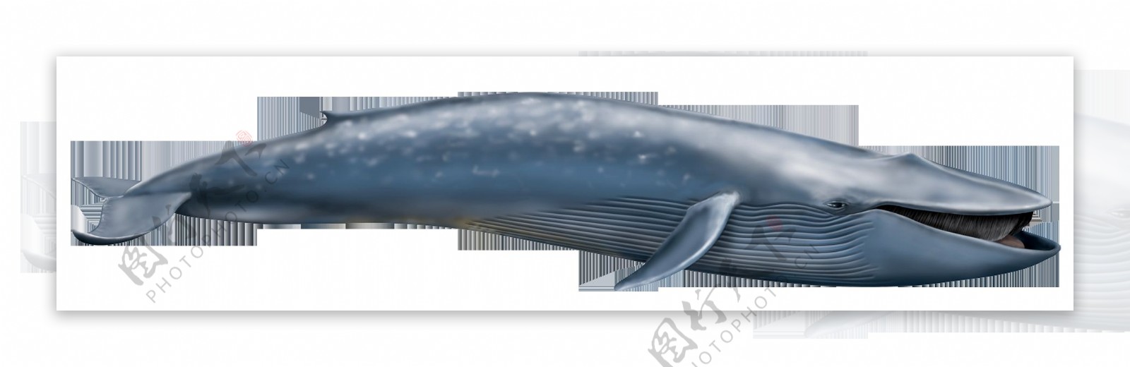 蓝灰色漂亮鲸鱼免抠png透明素材