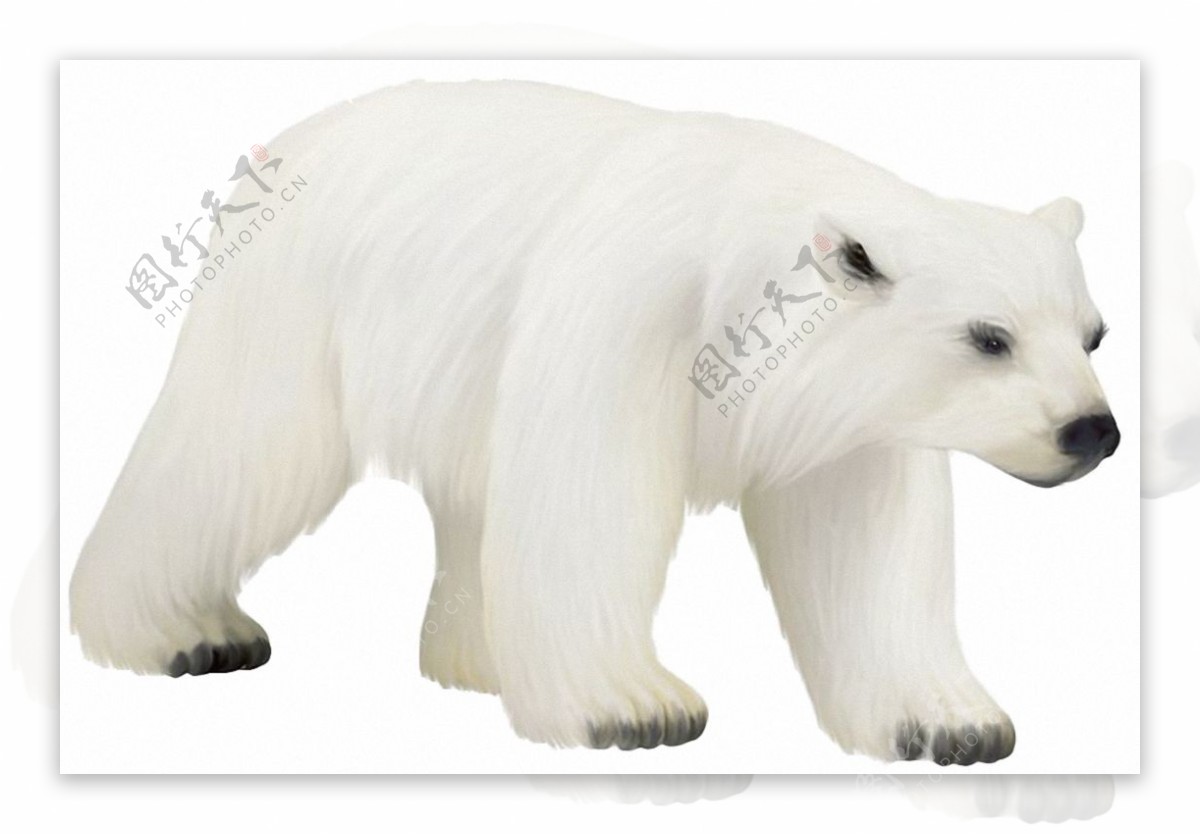 走路的北极熊免抠png透明素材
