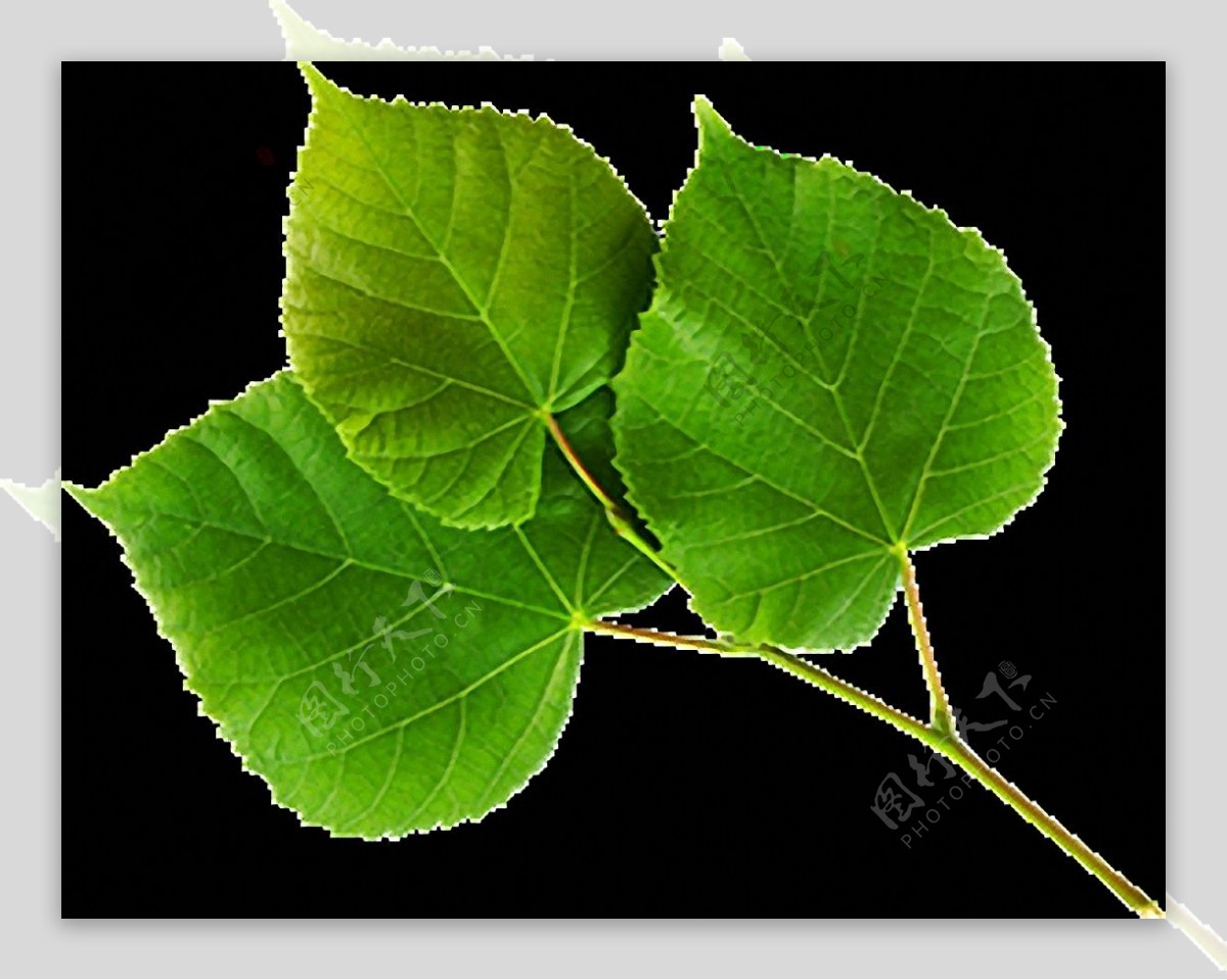 自然绿色叶子免抠png透明图层素材