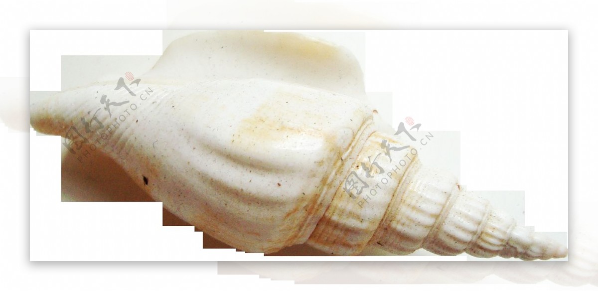漂亮尖头海螺免抠png透明图层素材