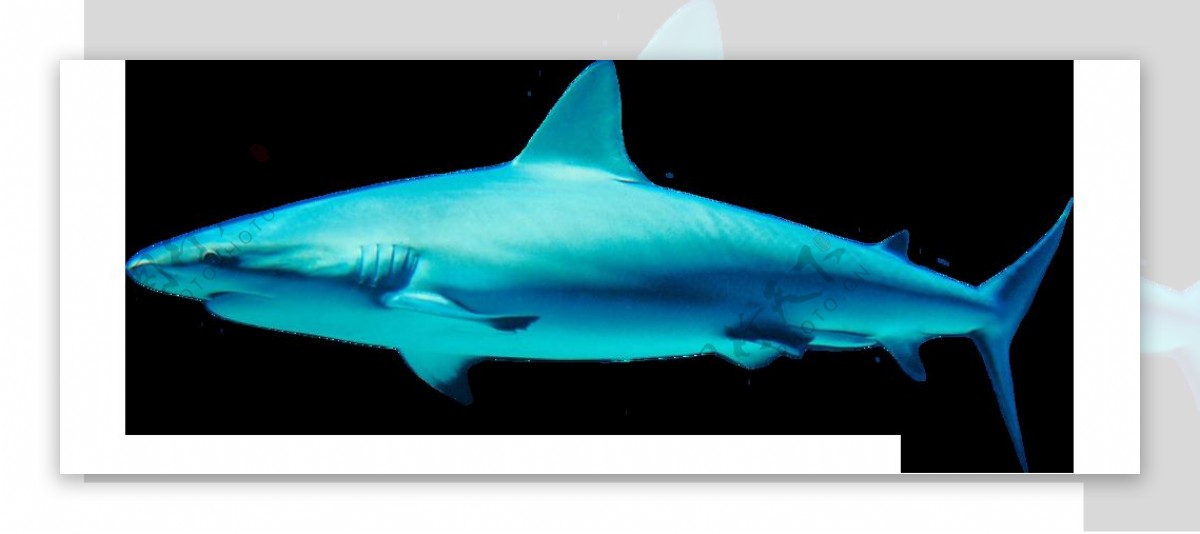 手绘漂亮蓝色鲨鱼免抠png透明图层素材