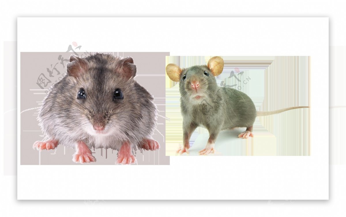 可爱老鼠免抠png透明图层素材