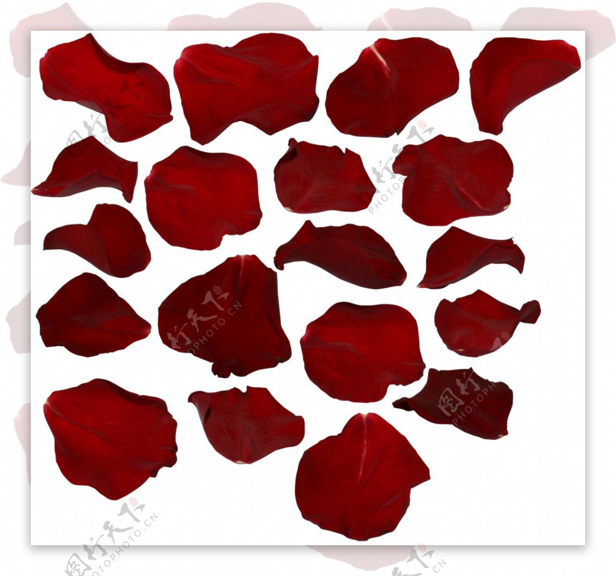 红色玫瑰花瓣图案