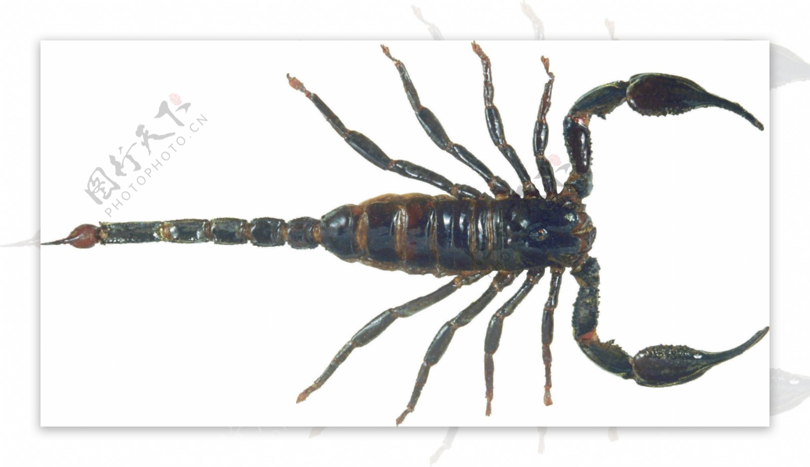 蝎子高清大图免抠png透明图层素材