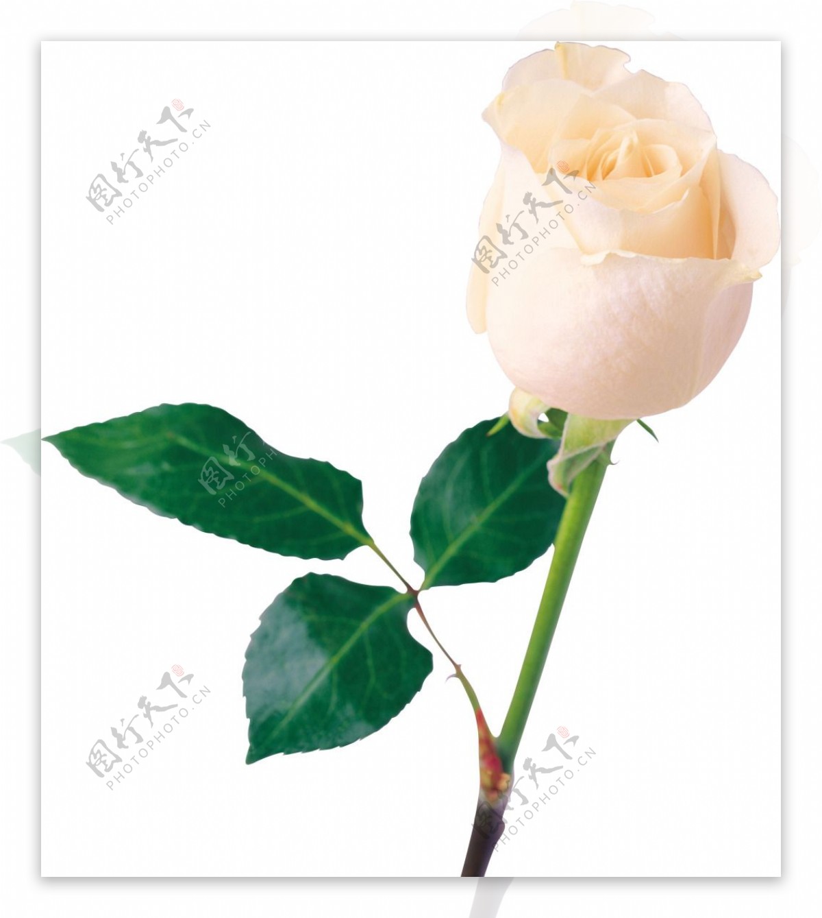 白色玫瑰花朵png元素素材