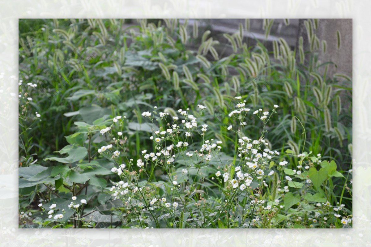 白色小花和狗尾草