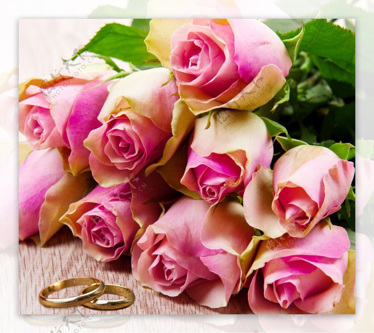 粉红色玫瑰特写戒指花卉
