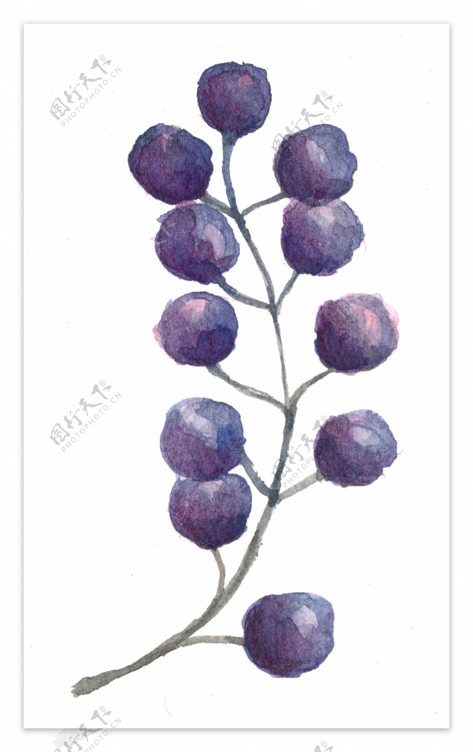紫色迷人植物卡通透明素材
