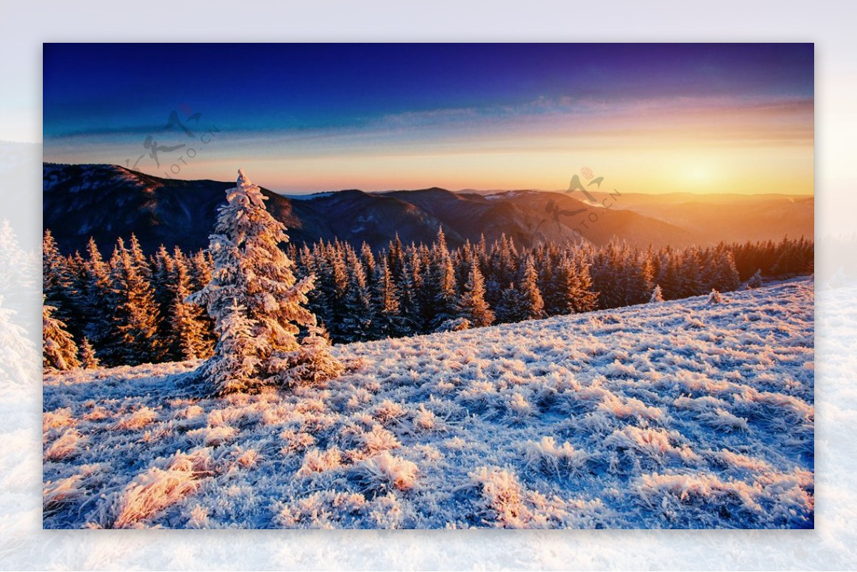 冬季雪松景观大自然