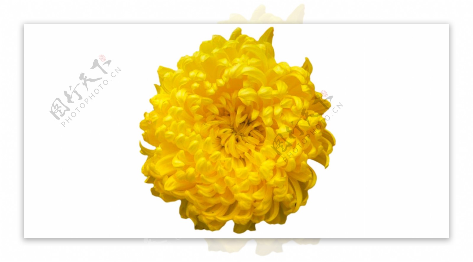 鲜艳黄色菊花免抠psd透明素材