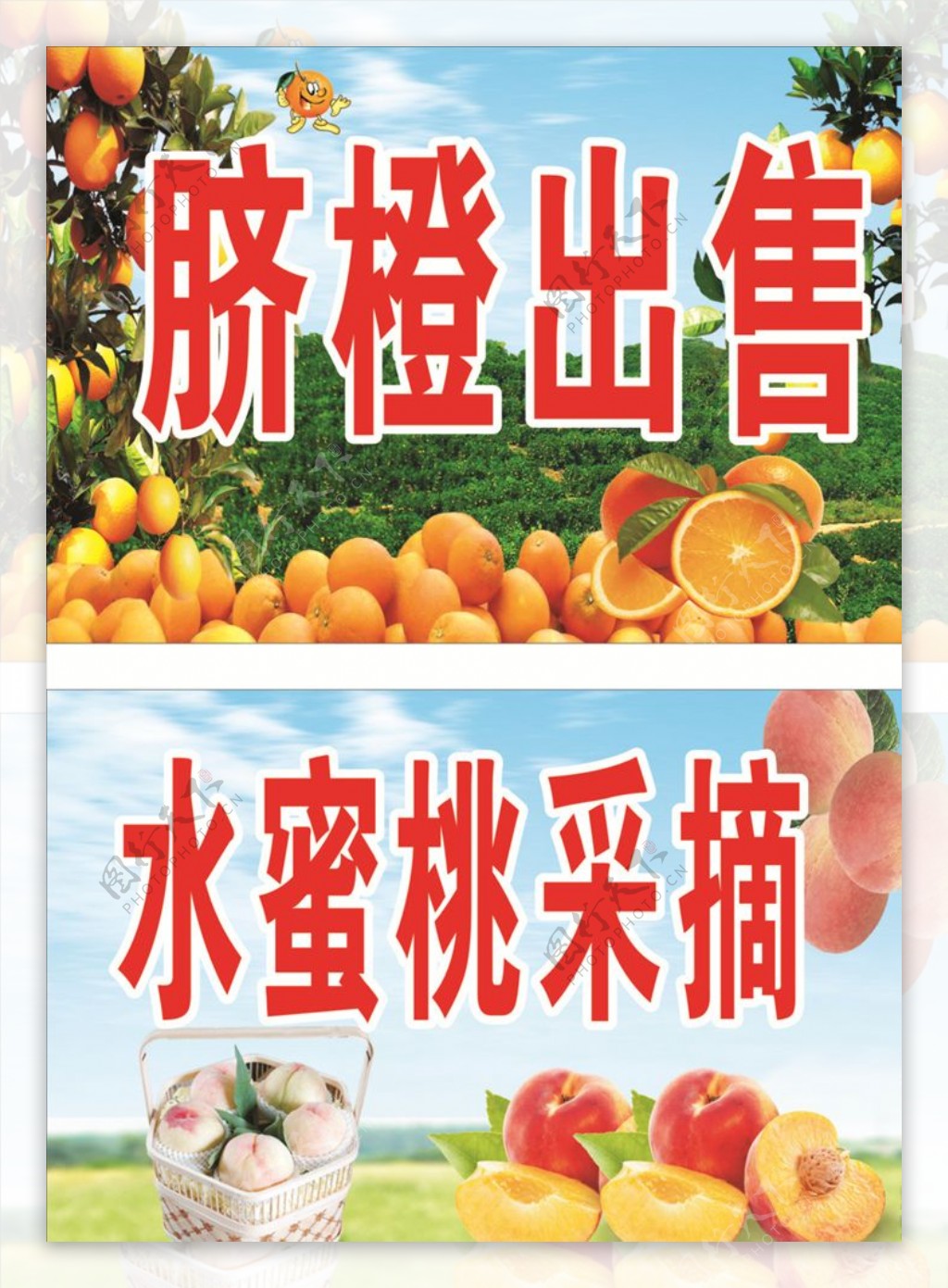 脐橙出售水蜜桃采摘