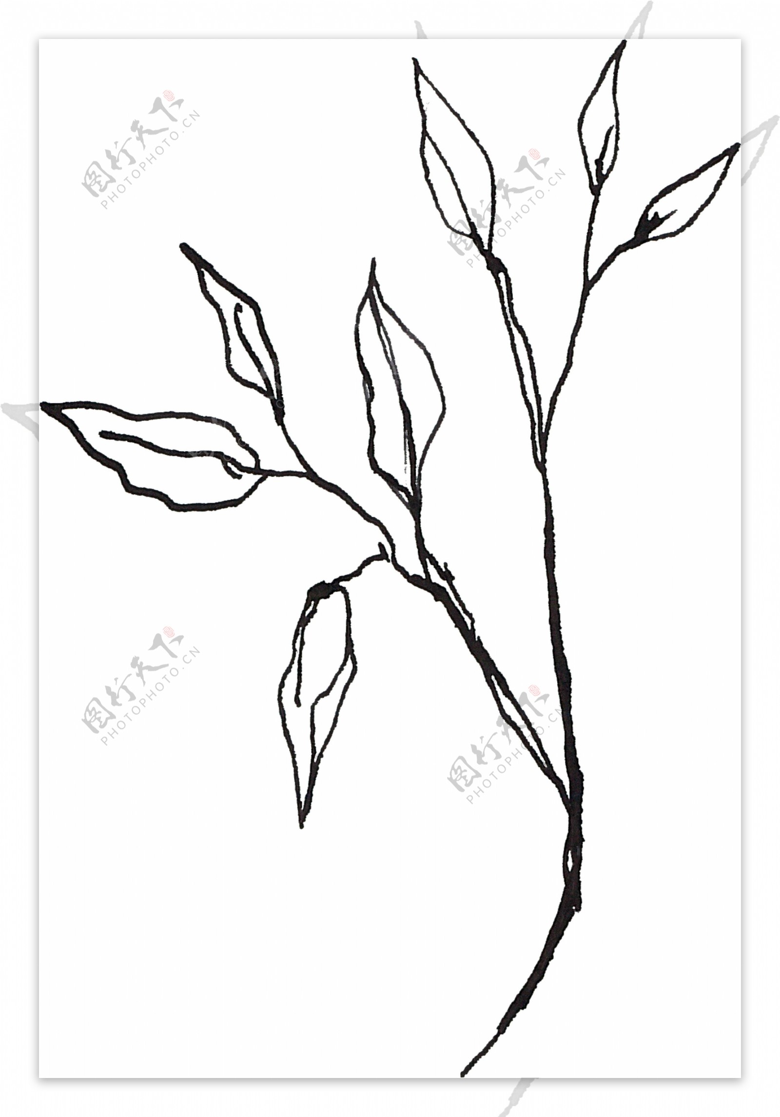 简单描绘树叶透明素材