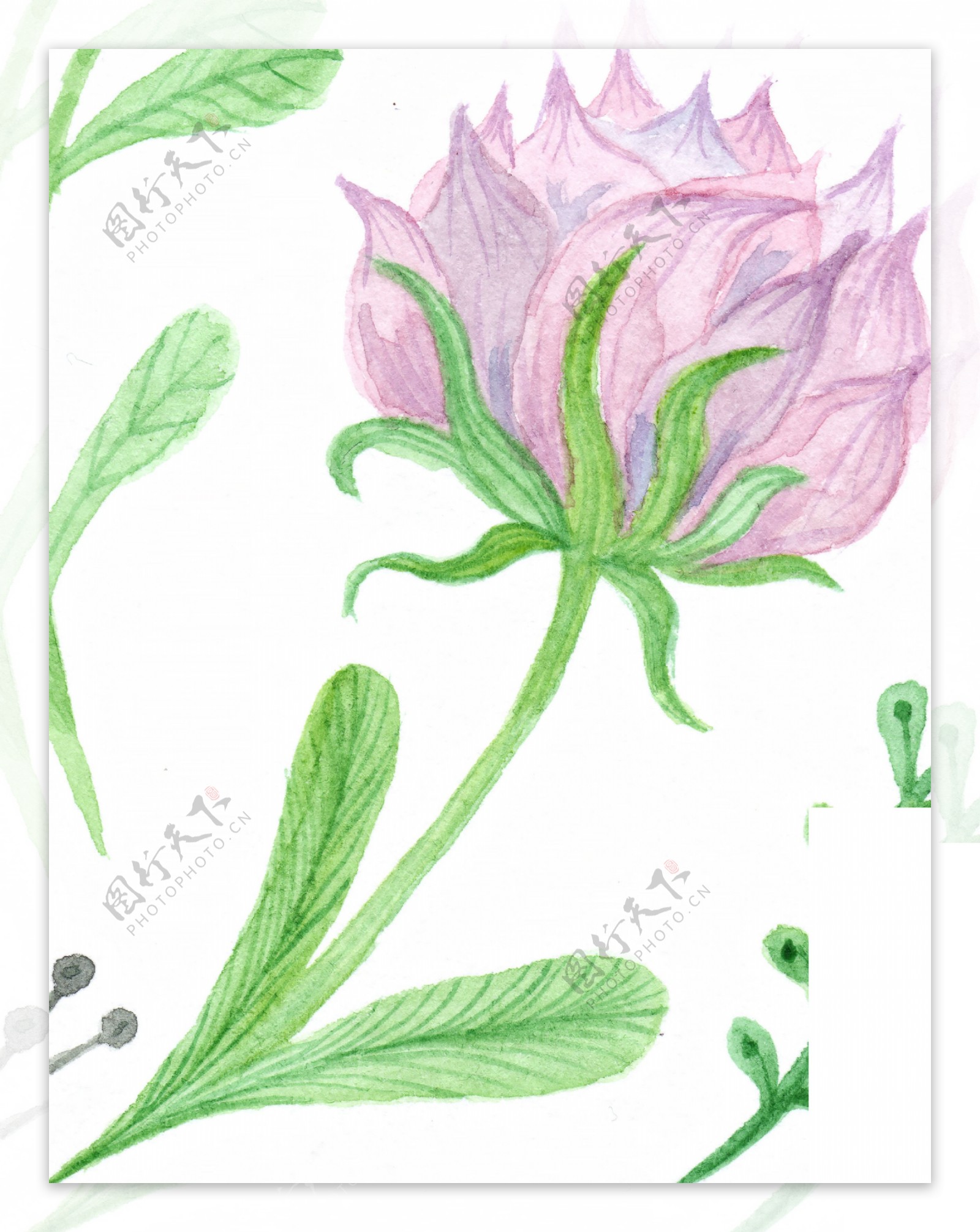 紫色优雅花卉卡通水彩透明素材
