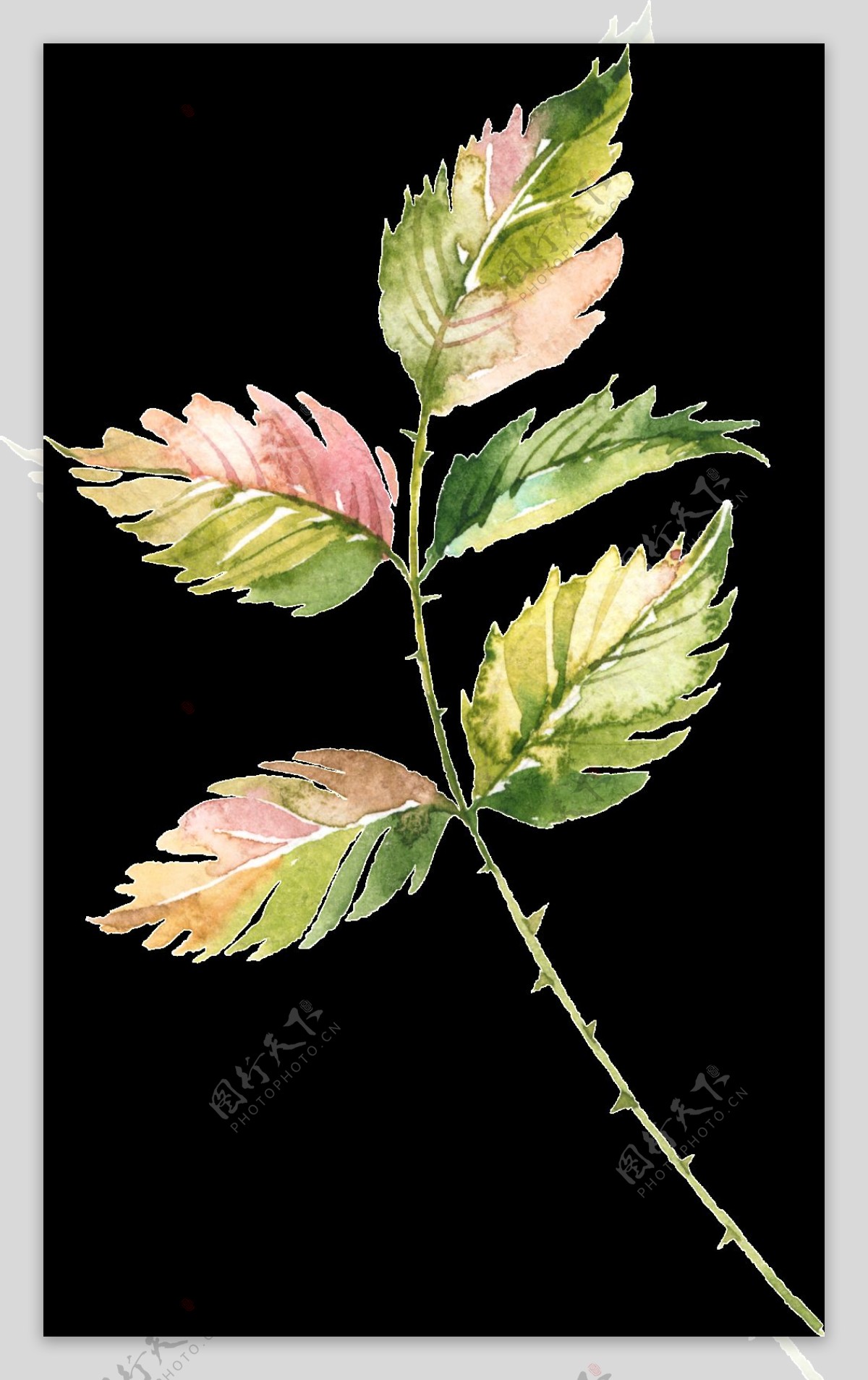 手绘带刺的叶子png透明素材