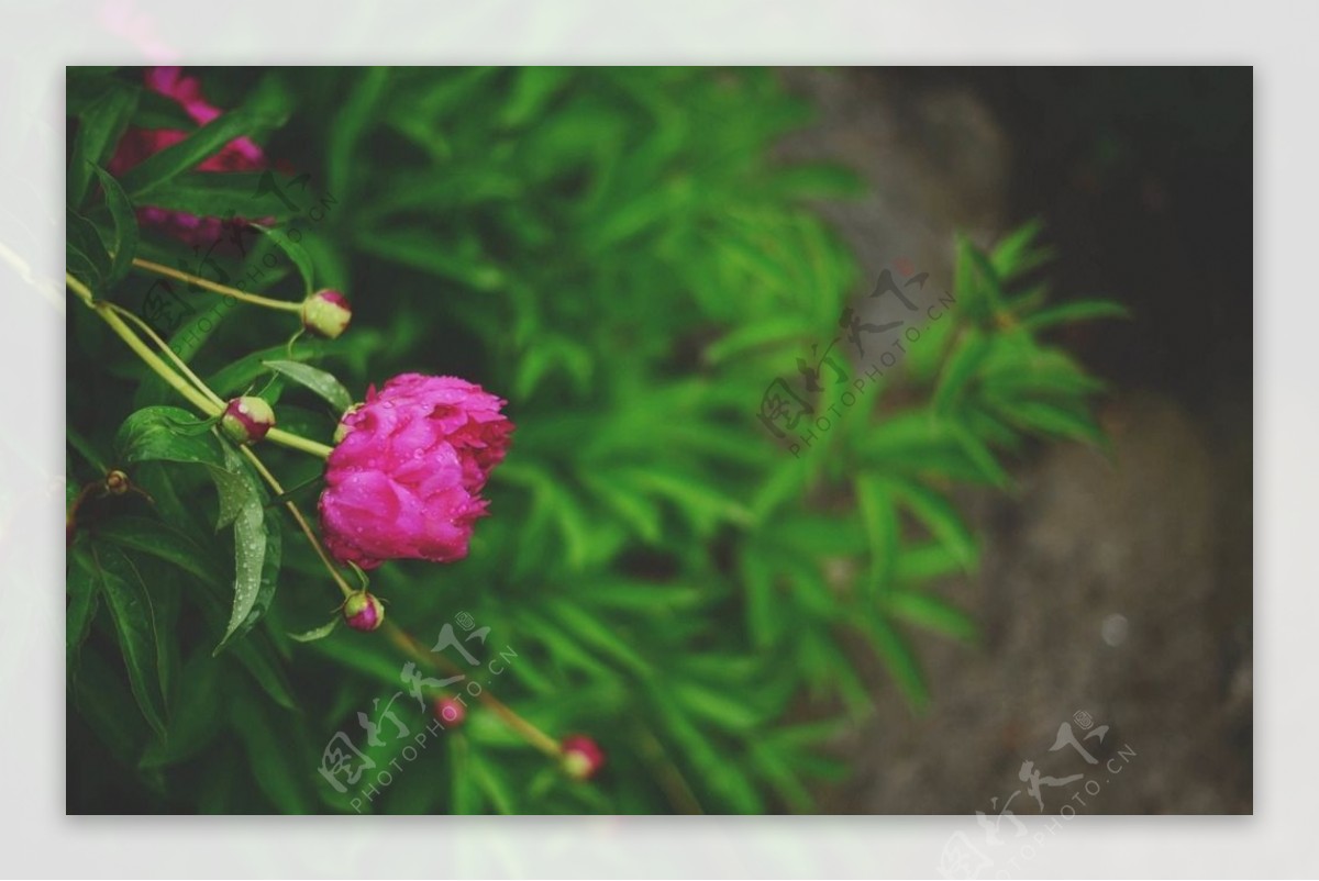 鲜花鲜花背景