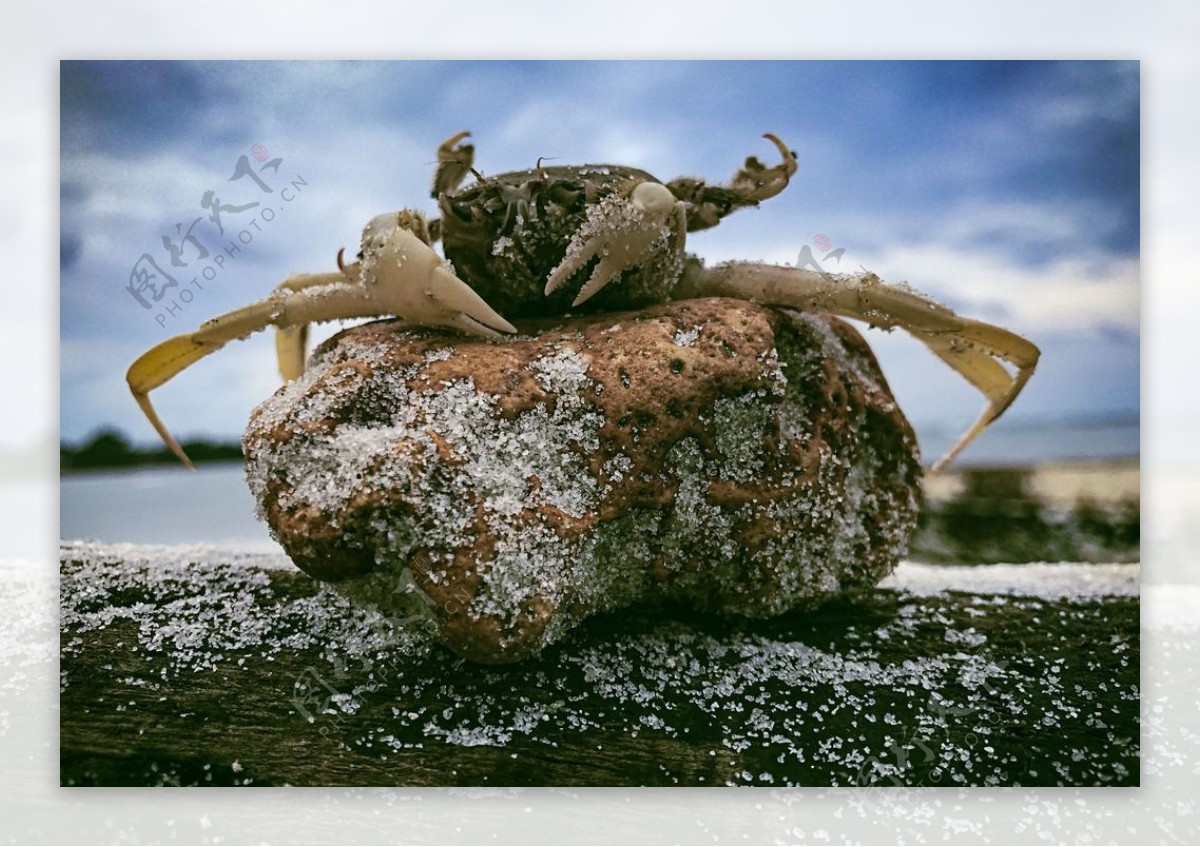 石头上的螃蟹